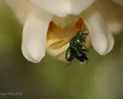abeja verde 2