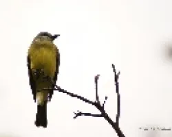 pecho amarillo