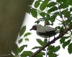 Tityra semifasciata