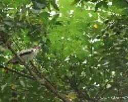 Tityra semifasciata