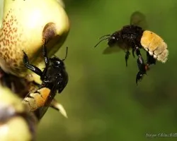 abejas