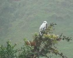 halcon blanco