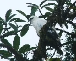 halcon b