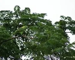 lora nuca amarilla