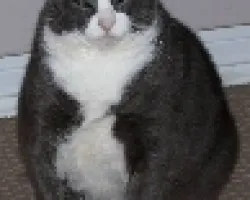 mi gato
