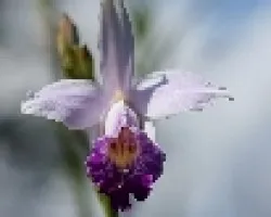 orquidea terrestre