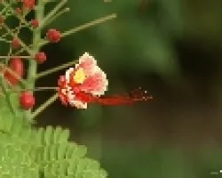 hojazen