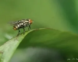 mosca