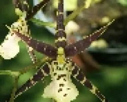 miltonia