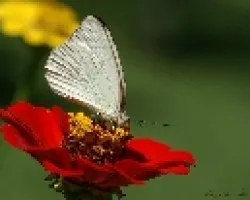 mariposa blanca