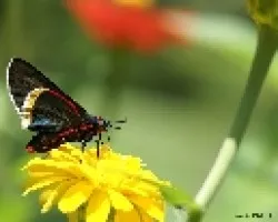 pequena mariposa 