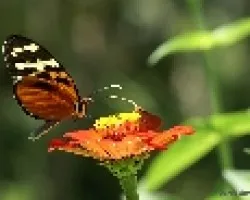 mariposita