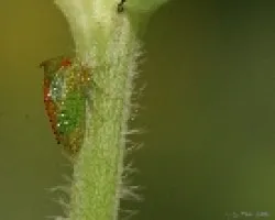 bichillo