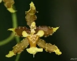 oncidium