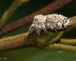 aranita