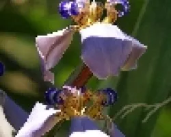lirio