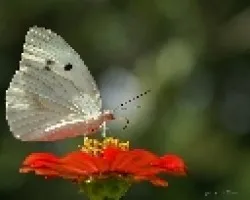 mariposa blanca