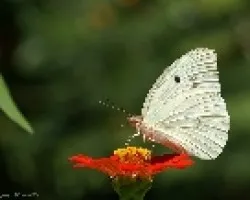mariposa blanca