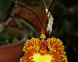 mariposa