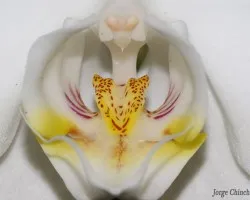 phaleanopsis