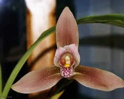 lycaste