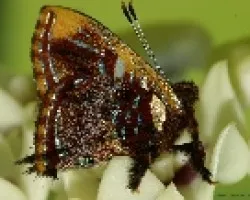 polilla