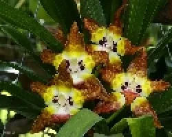 Huntleya burtii