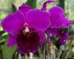 cattleya