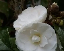 camelias