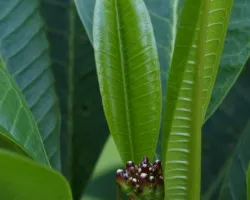 textura verde