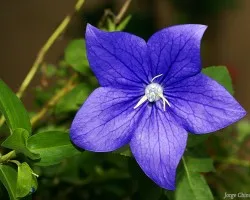 azul