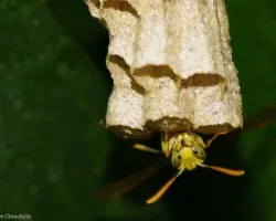 abeja