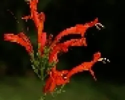 florecillas