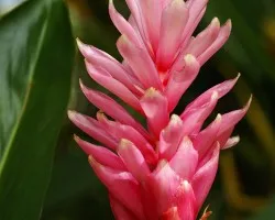 platanilla