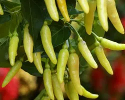 chiles