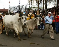 boyeros