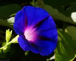 flor lila