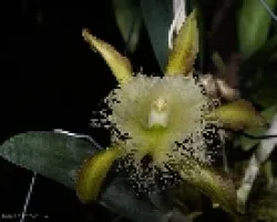 laelocattleya