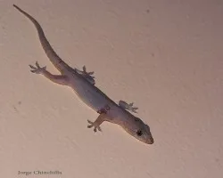 lagartijilla