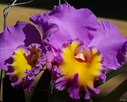 Cattleya