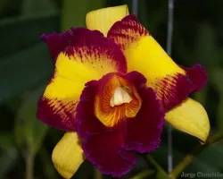 cattleya