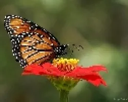 mariposa