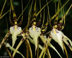 brassia