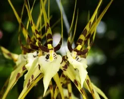 brassia