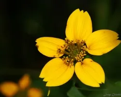 girasolito