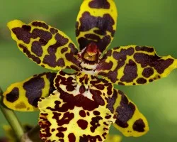 Flor abierta!!