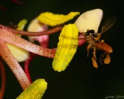 abejita