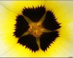 florsol