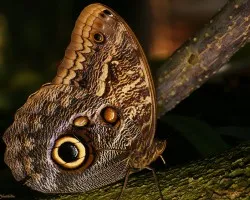 Mariposa