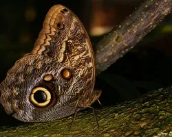 Ojos de Mariposota II